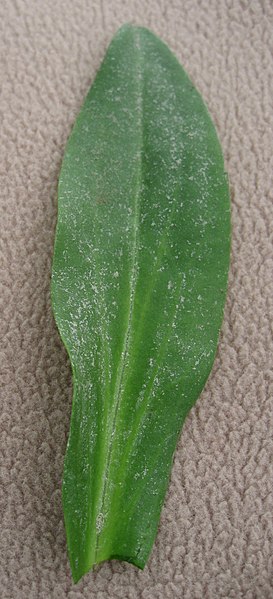 File:Aster tripolium leaf detail 1 by Line1.JPG